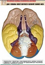 Доли и извилины нижней поверхности полушарий головного мозга (рельефная таблица)