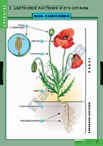 Общее знакомство с цветковыми растениями (6 табл.)