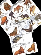 Карточки дидактические "Систематика и экология млекопитающих" (96 шт., цвет., лам.)