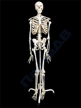 Скелет человека на подставке (170 см)