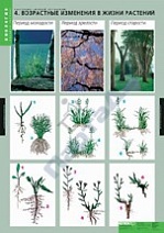 Растение - живой организм (4 табл.)