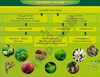 Систематика растений
