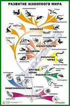 Таблица Развитие животного мира