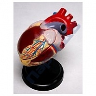 Сердце (модель демонстрационная)
