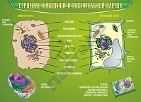 Строение животной и растительной клеток