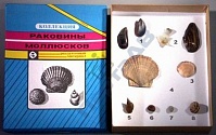 Коллекция "Раковины моллюсков"