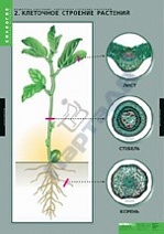 Вещества растений. Клеточное строение (12 табл.)