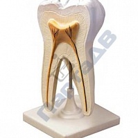 Модель "Зуб человека"