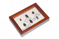 Коллекция "Семейство жуков"