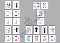 Модель-аппликация "Перекрест хромосом"